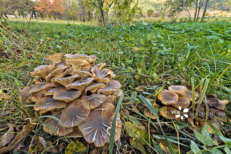 山地果园中的浑天仪 - 法国莫里安图片素材