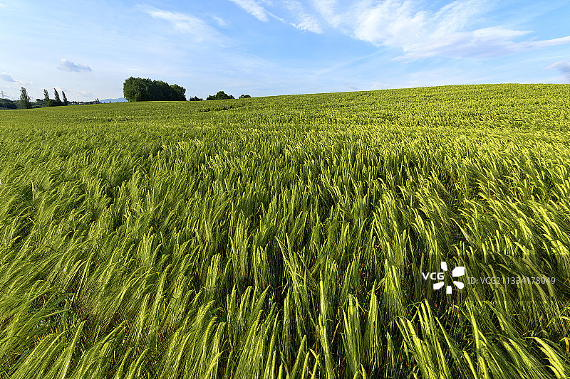 法国上萨瓦省的春季麦田图片素材
