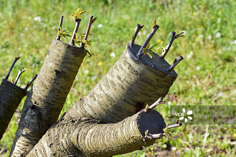法国吕贝隆果园嫁接樱桃树图片素材