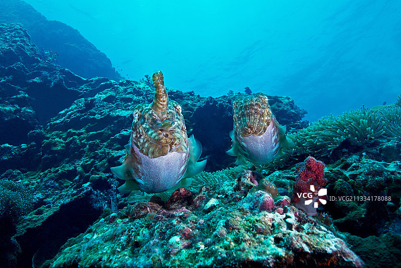 泰国礁石上的法老乌贼图片素材