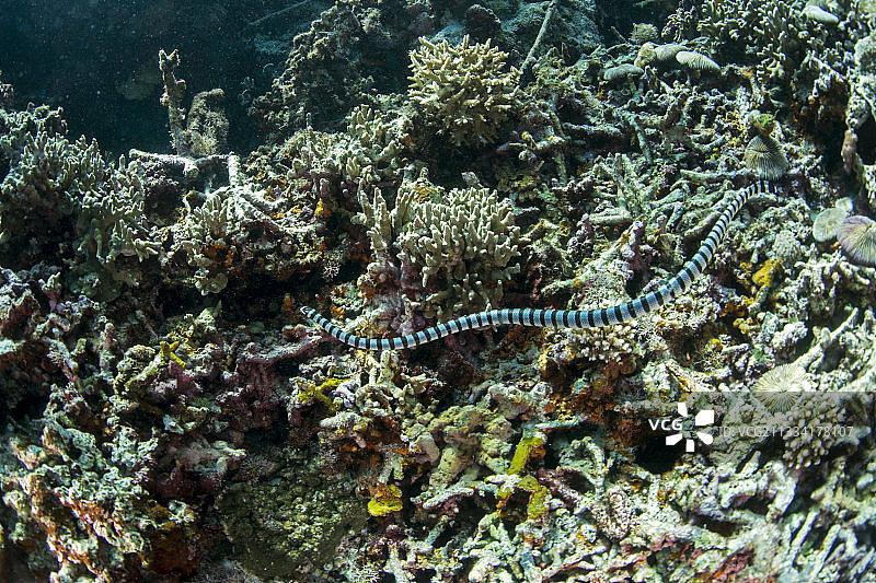 宿务菲律宾水域的带状海蛇图片素材