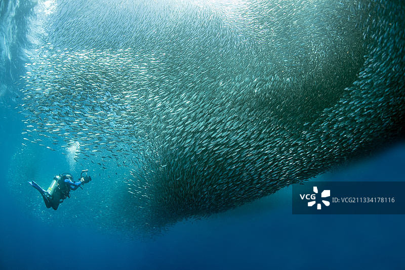 菲律宾宿务沙丁鱼群与潜水员图片素材