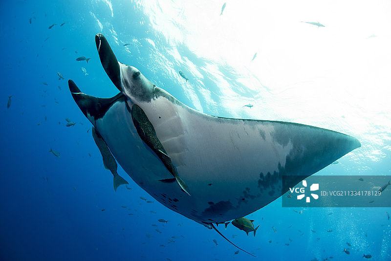水面下的蝠鲼-墨西哥索科罗雷维利亚吉吉多图片素材