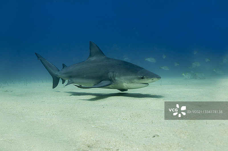 墨西哥下加利福尼亚的公牛鲨图片素材