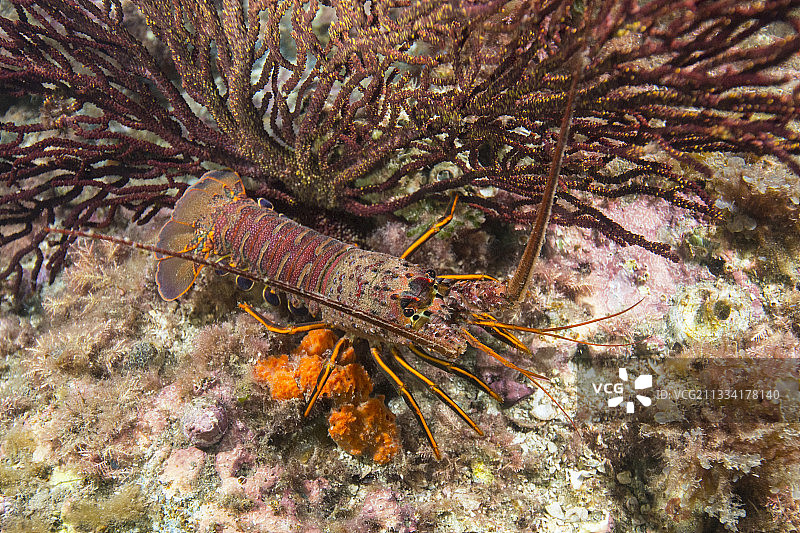 夜间潜水图片素材