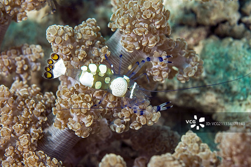宿雾菲律宾礁石上的玻璃海葵虾图片素材