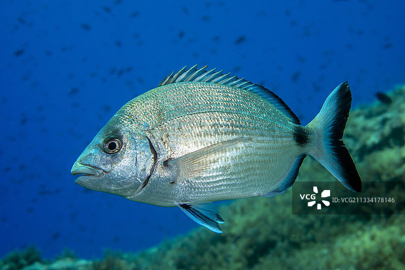 勃艮第法国海域的白鲷图片素材