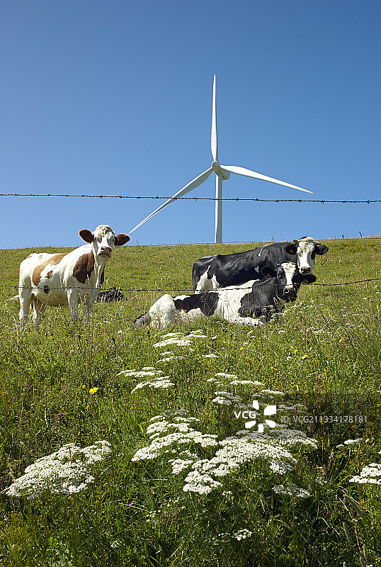 风力涡轮机和牛-Allanche Monts Cantal Auvergne图片素材