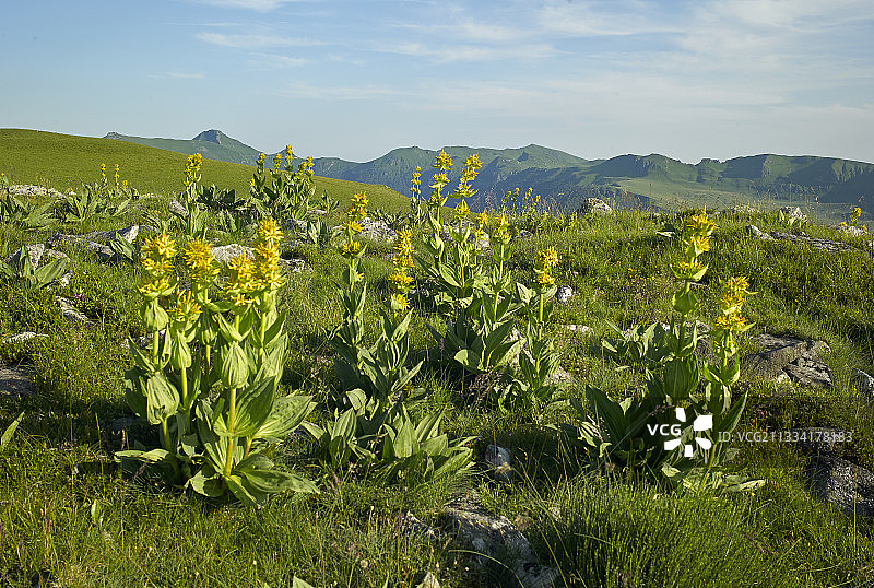 法国奥弗涅康塔尔山区黄色龙胆花图片素材