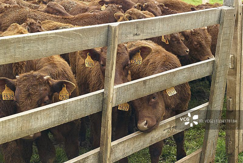 法国康塔尔山萨莱尔牛圈图片素材