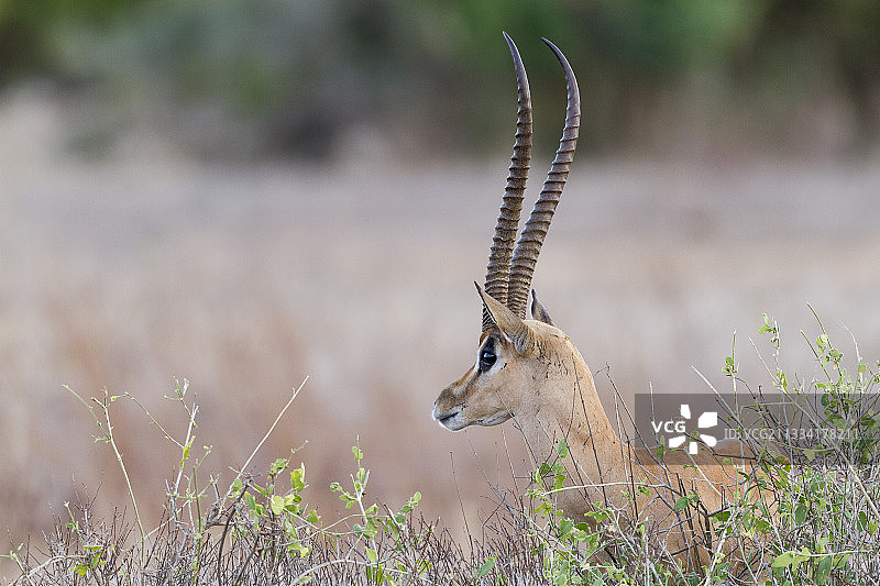 雄性葛氏瞪羚画像 - 肯尼亚东察沃图片素材