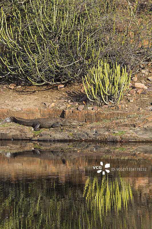 伦滕波尔印度国家公园休息的宽吻鳄图片素材