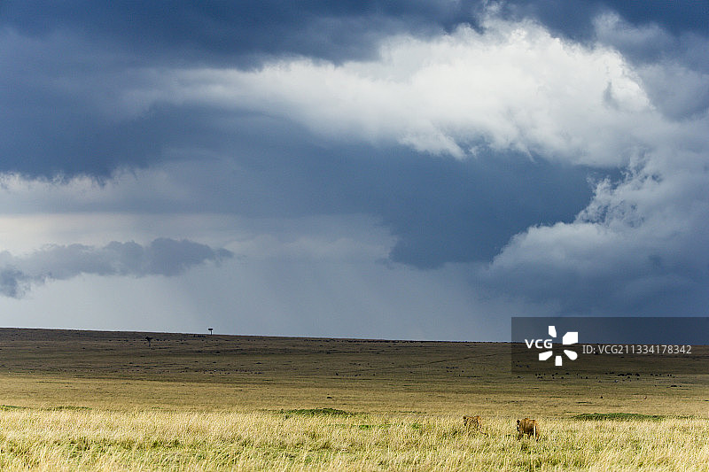 暴风雨天空下的稀树草原上的狮子 - 肯尼亚马赛马拉图片素材