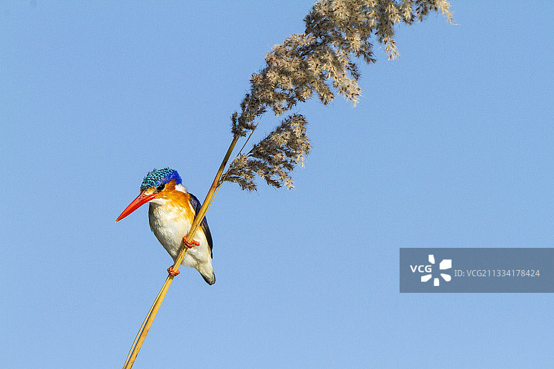 博茨瓦纳莫雷米野生动物保护区芦苇上的翠鸟图片素材