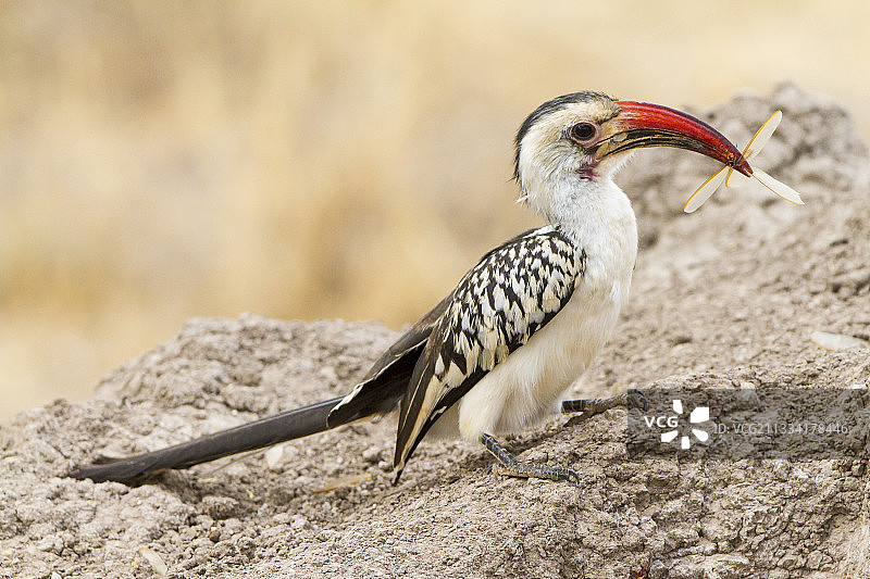 红嘴犀鸟正在吃白蚁，肯尼亚桑布鲁图片素材