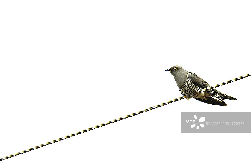栖息在电线上的普通布谷鸟，苏格兰图片素材
