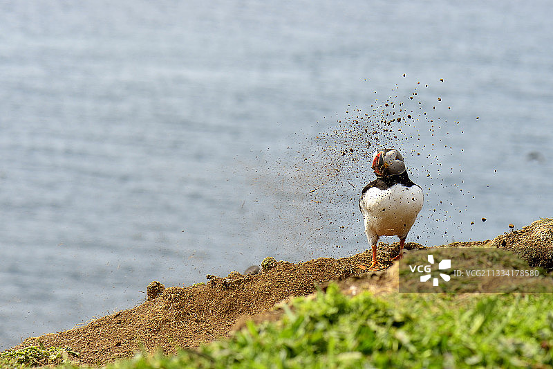 海鹦鹉在悬崖上挖掘洞穴 - 苏格兰图片素材