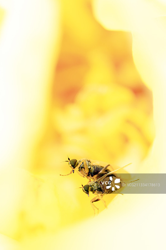 虹膜花中结合的Platypalpus蝇图片素材