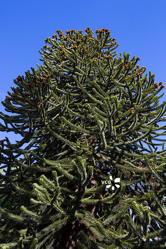 智利卡 Cerro Castillo别墅的南洋杉图片素材