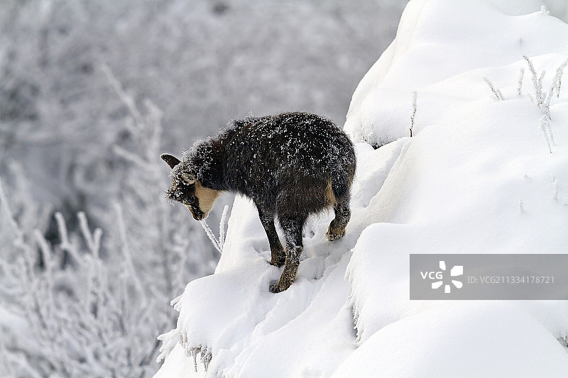 暴风雪之夜后，在白雪皑皑的陡坡上，一只年轻的羚羊长着霜冻的毛皮图片素材