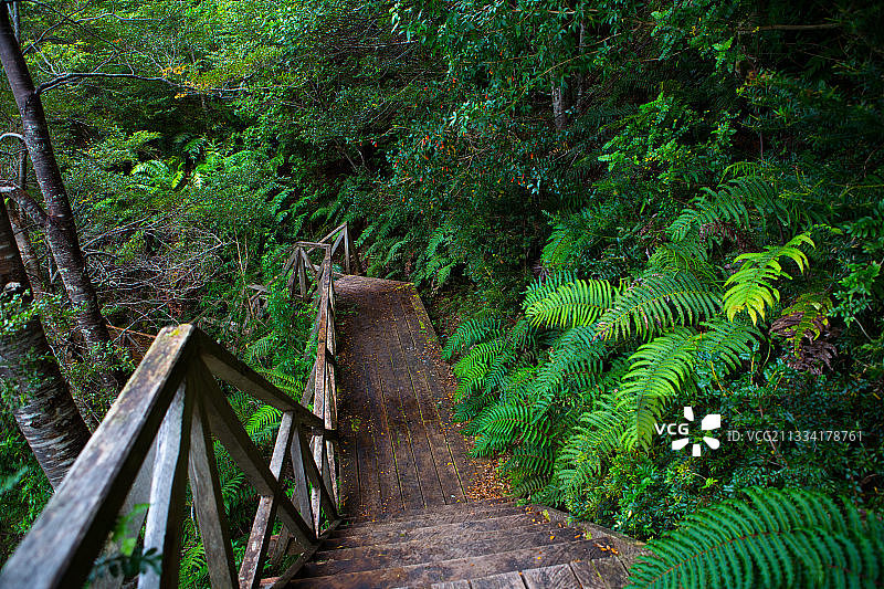 巴塔哥尼亚智利森林步道楼梯图片素材