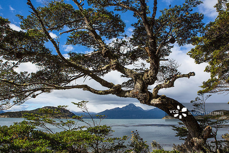 火地岛国家公园的冷加斯森林（阿根廷）图片素材