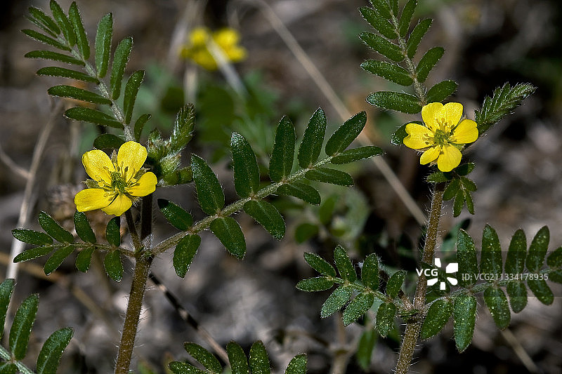 加泰罗尼亚盛开的蒺藜图片素材