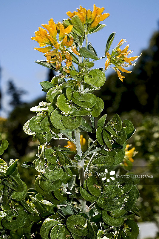 西班牙加泰罗尼亚开花结果的树苜蓿图片素材