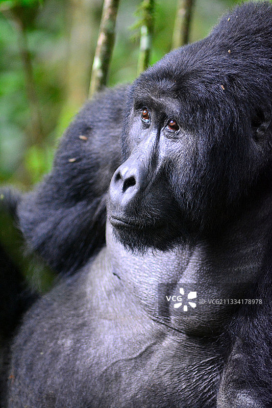 茂密森林，联合国教科文组织世界遗产地，山地大猩猩家园图片素材