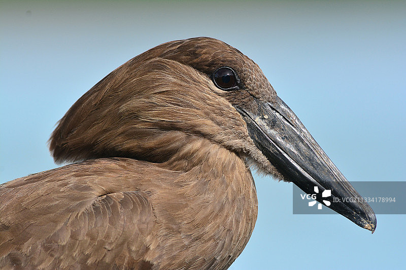 锤头鹳肖像，乌干达图片素材
