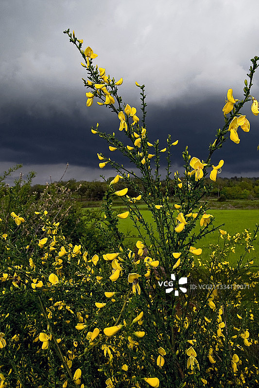 加泰罗尼亚西班牙暴风雨天空下的盛开的金雀花图片素材