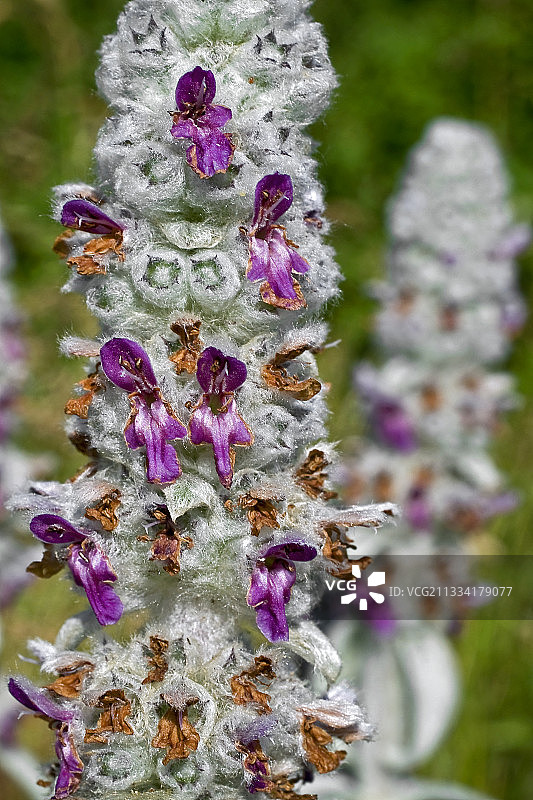 加泰罗尼亚开花的毛叶水苏——西班牙图片素材