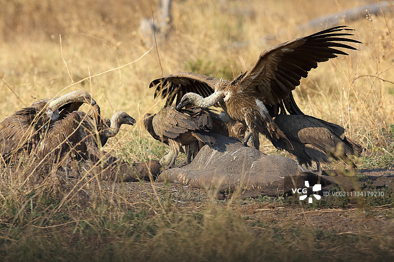 白背兀鹫在幼象尸体上 - 博茨瓦纳图片素材