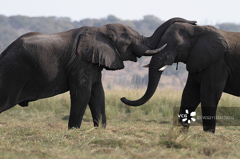 博茨瓦纳乔贝的非洲象图片素材