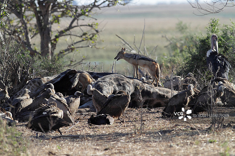 博茨瓦纳：长颈鹿尸体上的豺狼和秃鹫图片素材