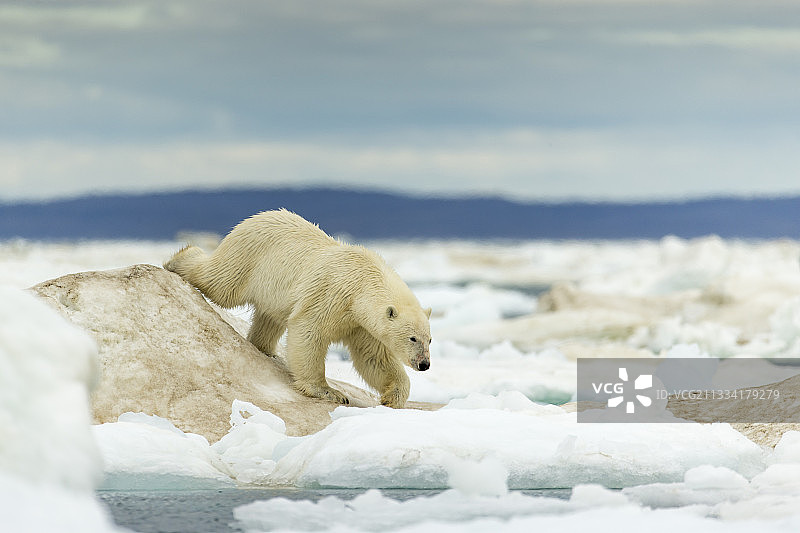 加拿大哈德逊湾浮冰上的北极熊图片素材