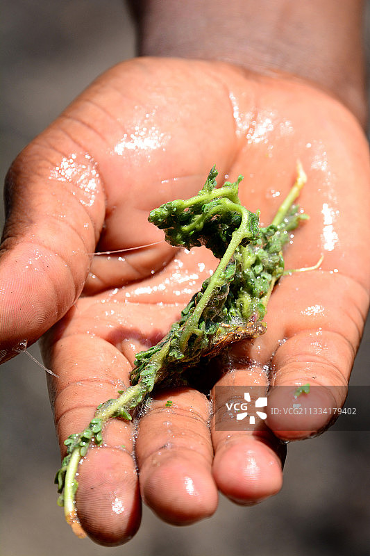 当地人用于清洁的灌木皂植物图片素材