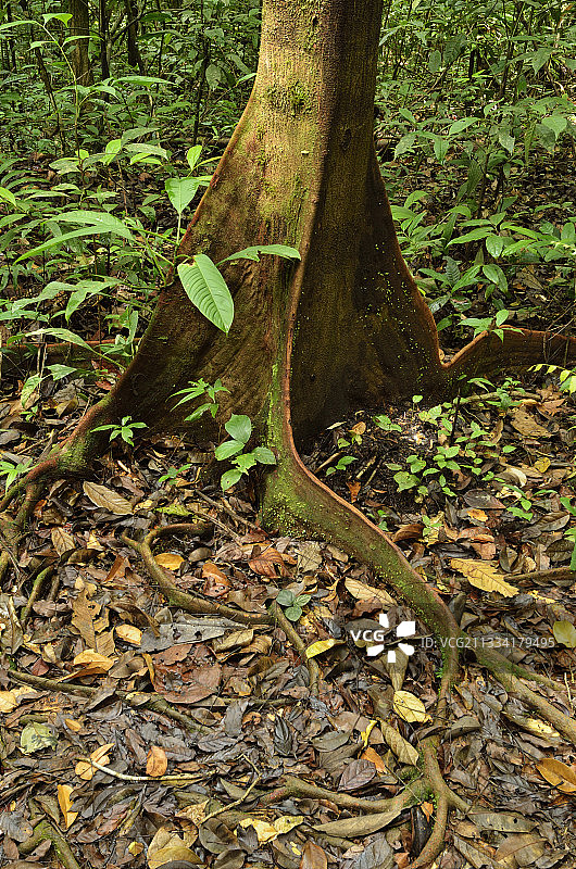 圭亚那法属圭亚那的支撑根图片素材