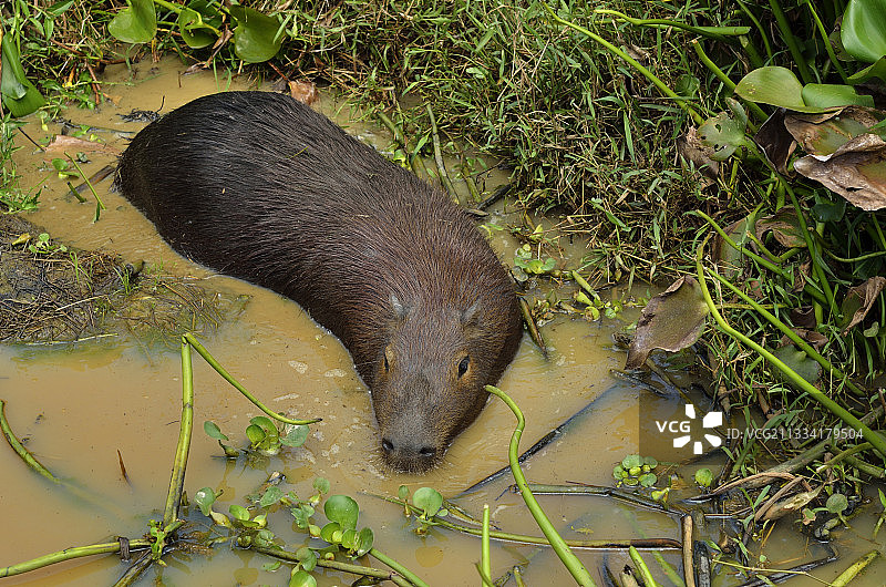 法属圭亚那沼泽中的水豚图片素材