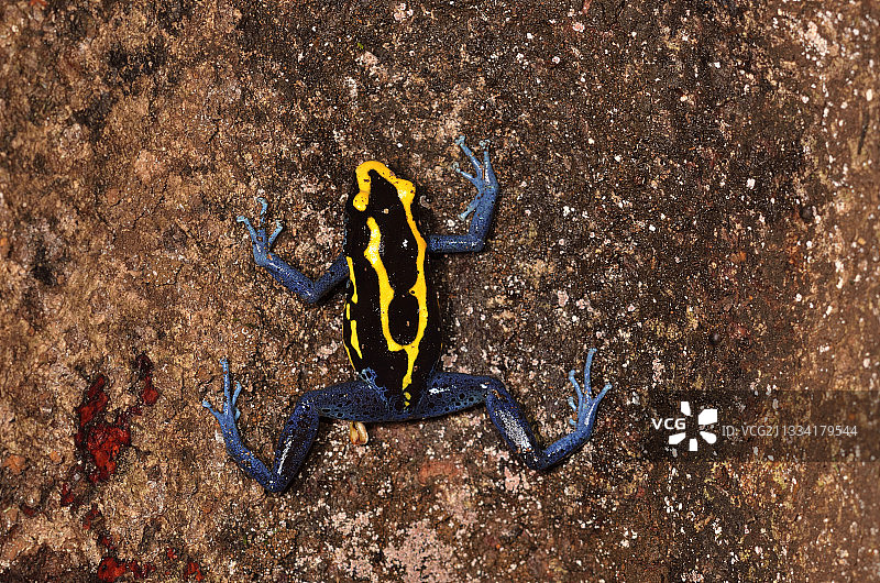 法属圭亚那特雷索保护区树根上的染色箭毒蛙图片素材