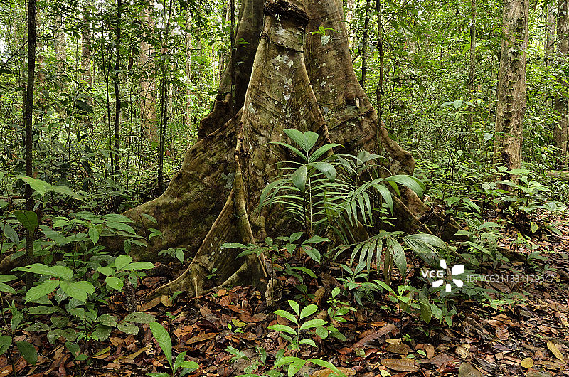 法属圭亚那亚马逊公园的树木山麓图片素材