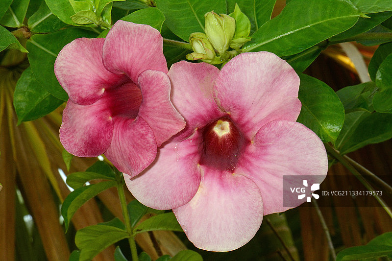 新喀里多尼亚金喇叭花图片素材