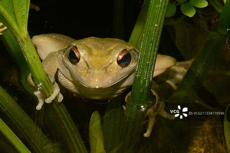 绿金色铃蛙 - 新喀里多尼亚图片素材