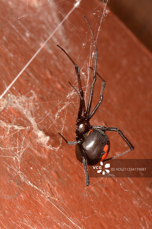 红背蜘蛛 - 新喀里多尼亚图片素材