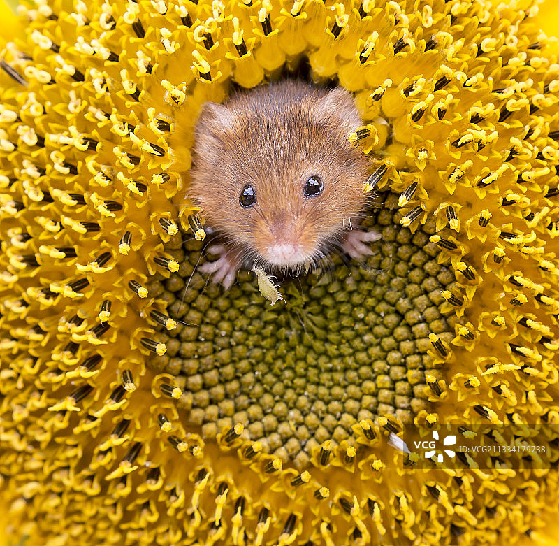 夏季向日葵田里的 harvest mouse（英国）图片素材