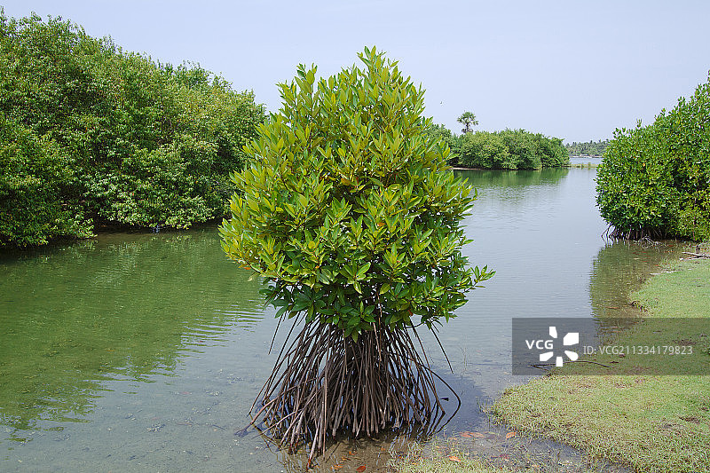 红树林沼泽 - 拜蒂克洛，斯里兰卡图片素材