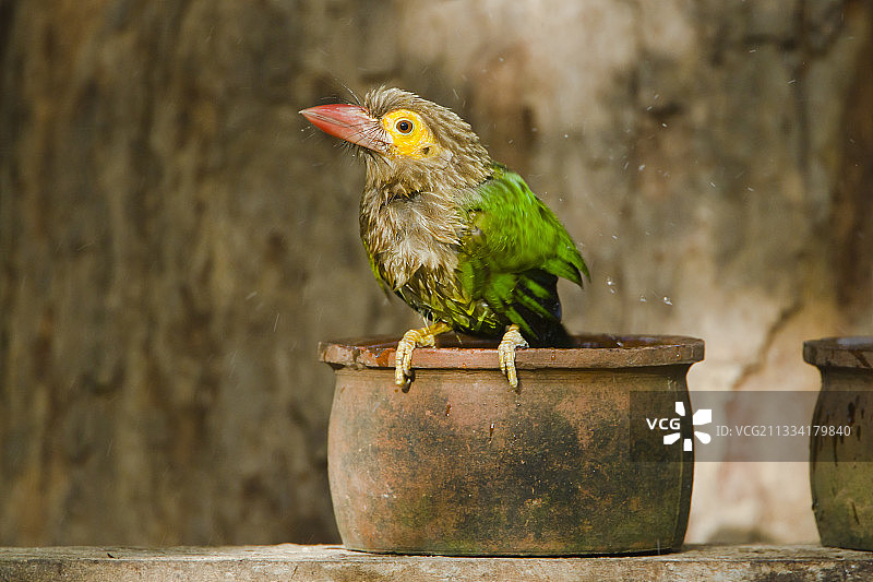 米内日亚斯里兰卡花盆上的棕头拟啄木鸟图片素材