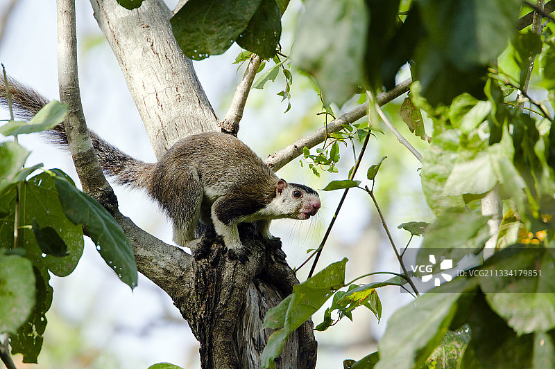 树枝上的巨型松鼠-斯里兰卡米内日亚图片素材