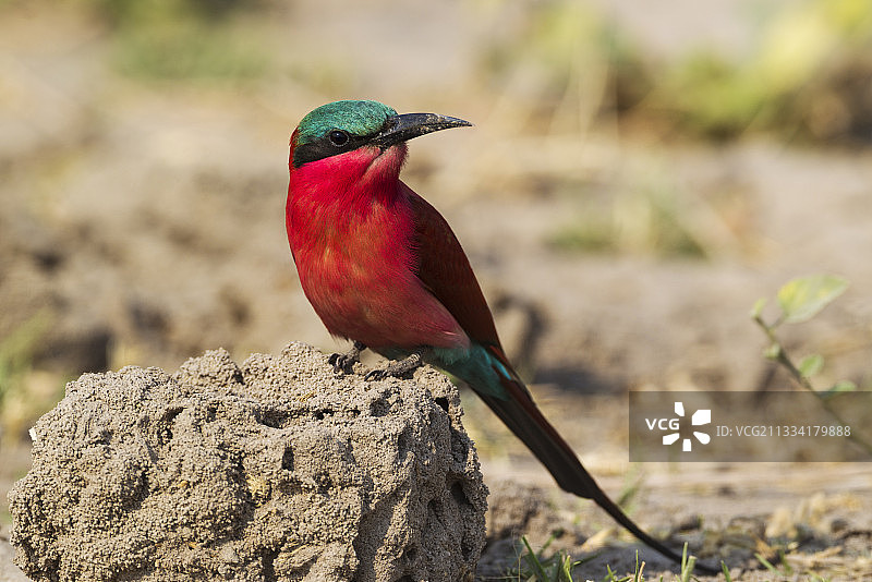 红喉姬蜂虎（博茨瓦纳乔贝国家公园）图片素材