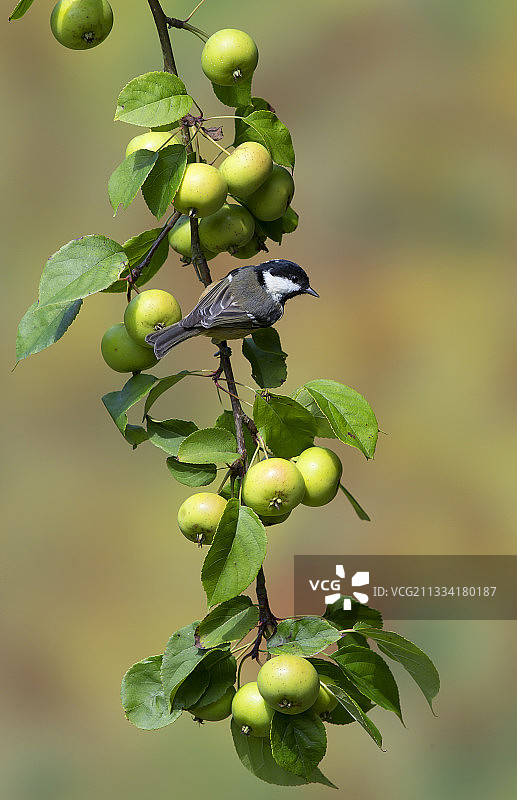 夏季栖息在海棠树上的煤山雀，英国图片素材